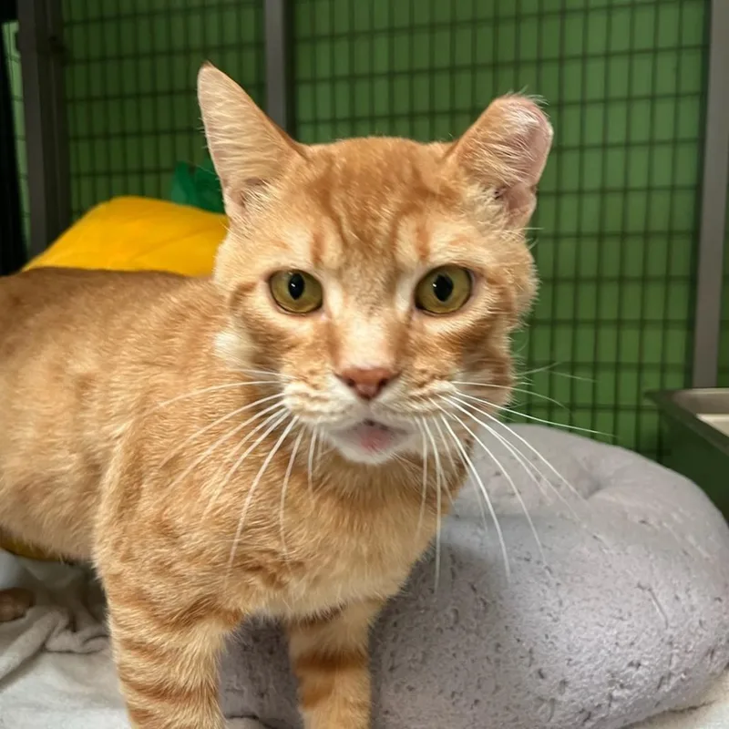 Garfield thumbnail 5