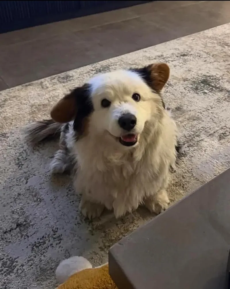 A young small-sized male Border Collie dog named Panda for adoption in Greensboro, NC