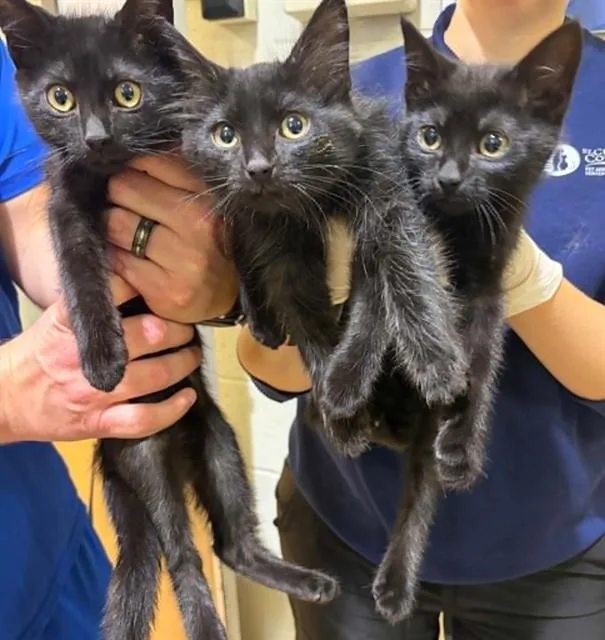 A baby small-sized male Domestic Short Hair cat named Vuitton for adoption in Saint Peters, MO
