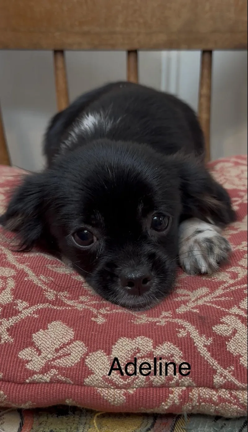 A baby small-sized female Black Chihuahua dog named Adeline for adoption in Tyler, TX