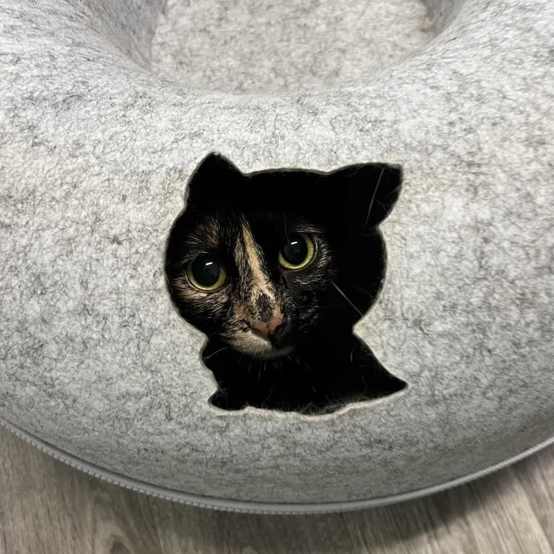A young medium-sized female Tortoiseshell Domestic Short Hair cat named Tori for adoption in Mobile, AL