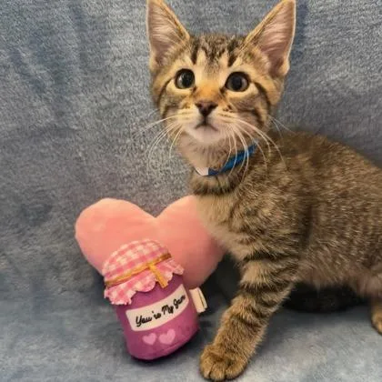 A baby small-sized female Domestic Short Hair cat named Winter for adoption in Janesville, WI