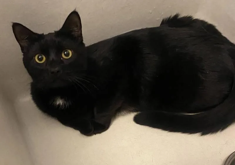 An adult medium-sized female Black Domestic Short Hair cat named Miss Mia for adoption in Philadelphia, PA