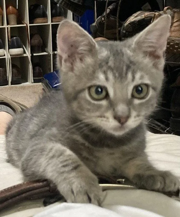 A baby small-sized male Gray / Blue / Silver Domestic Short Hair cat named Gnomie for adoption in Woodland, CA
