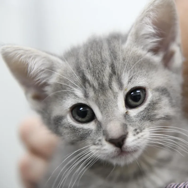 A baby small-sized female Gray / Blue / Silver Domestic Short Hair cat named Trail for adoption in Redwood City, CA