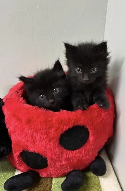 A baby medium-sized female Cymric cat named Maggie for adoption in Picayune, MS