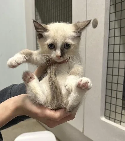 A baby small-sized male Domestic Short Hair cat named Poptart for adoption in Palm Coast, FL