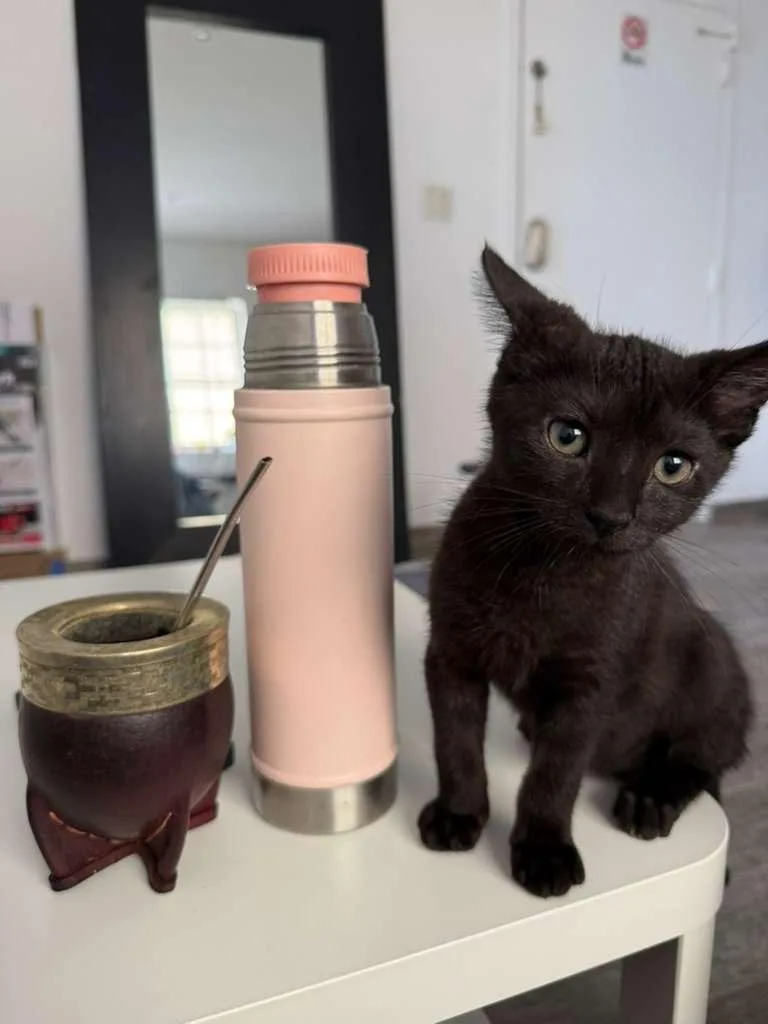 A baby large-sized male Black Domestic Short Hair cat named Kobe for adoption in Miami Beach, FL