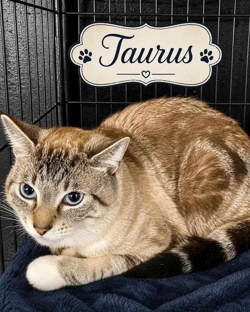 Taurus