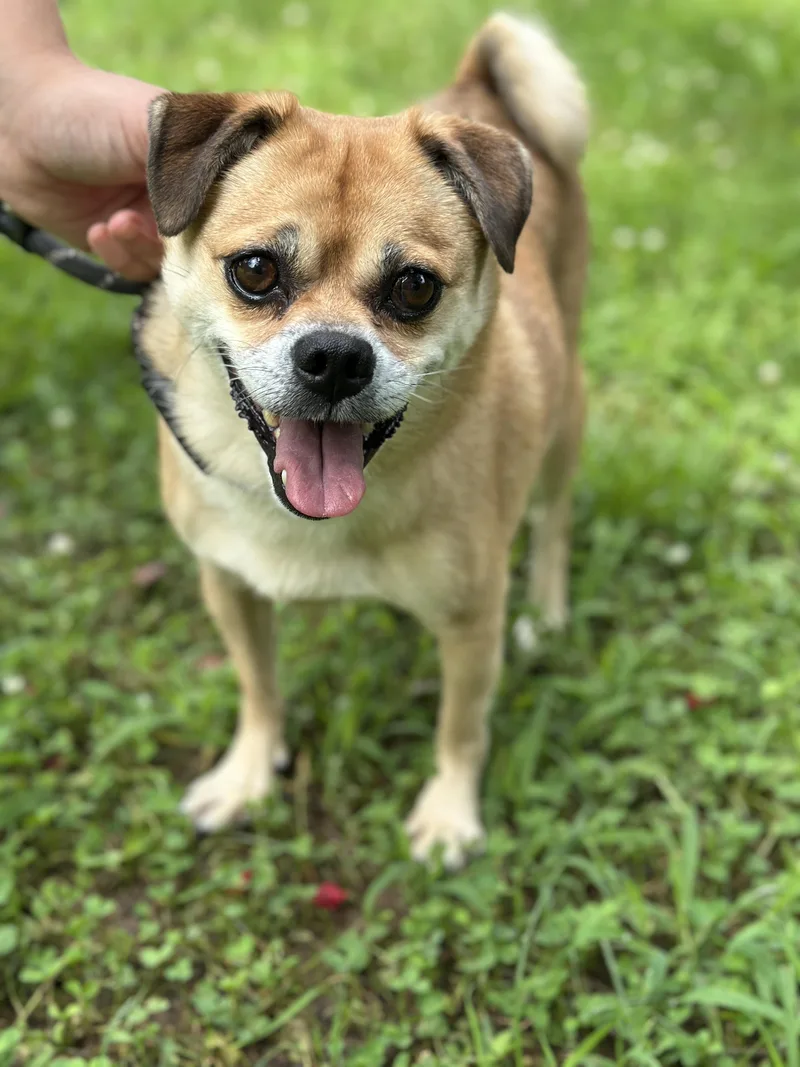 A senior small-sized female Red / Chestnut / Orange Puggle dog named Shirley for adoption in Meherrin, VA