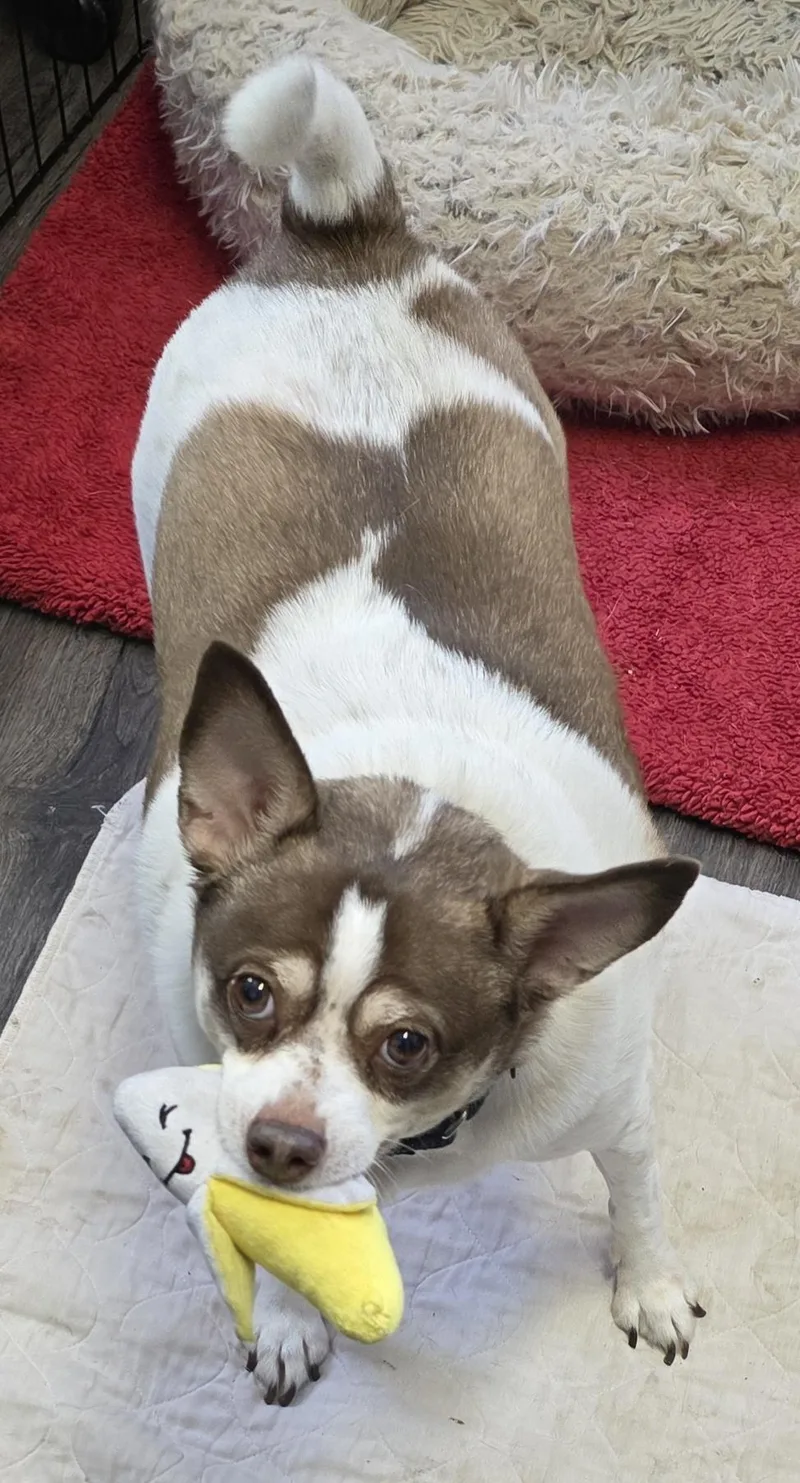 Taco