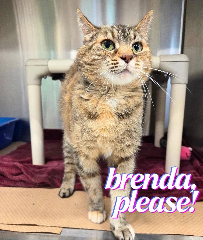 An adult medium-sized female Torbie Domestic Short Hair cat named Brenda  Please for adoption in Nevada, IA