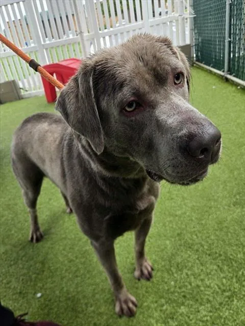 An adult large-sized male Labrador Retriever dog named Chocolate for adoption in Olivette, MO