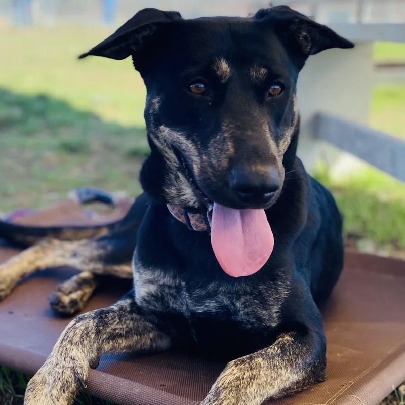 A young large-sized female Black German Shepherd Dog dog named Ellalyn for adoption in Justin, TX