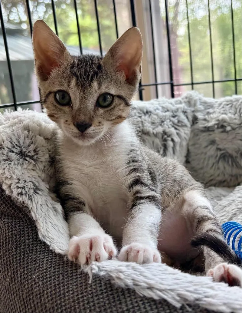 A baby medium-sized male Domestic Short Hair cat named Kromo for adoption in Warren, NJ