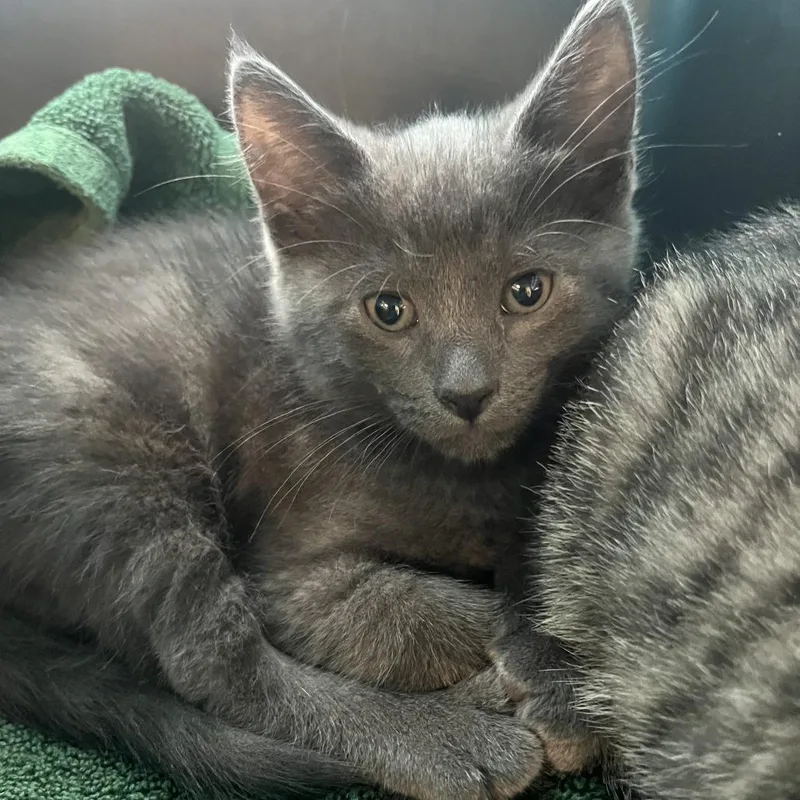 A baby small-sized male Gray / Blue / Silver Domestic Short Hair cat named Grey Paws for adoption in Oak Park, IL