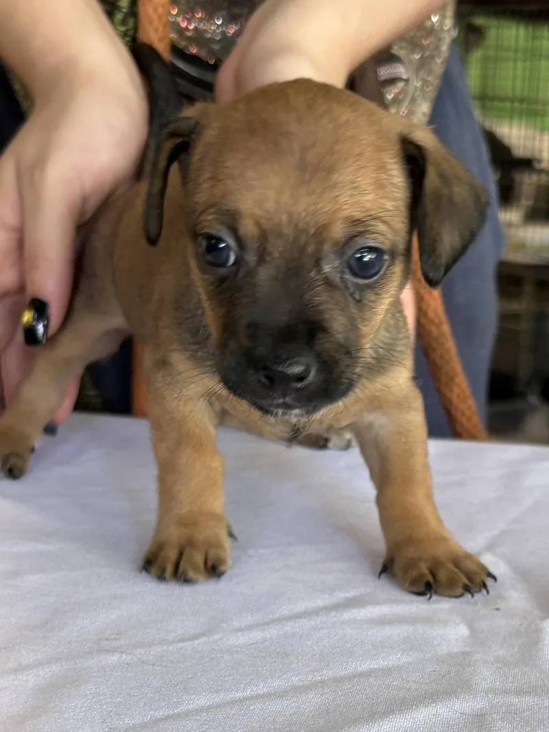 A baby small-sized female Chihuahua dog named Willow for adoption in Margate, FL