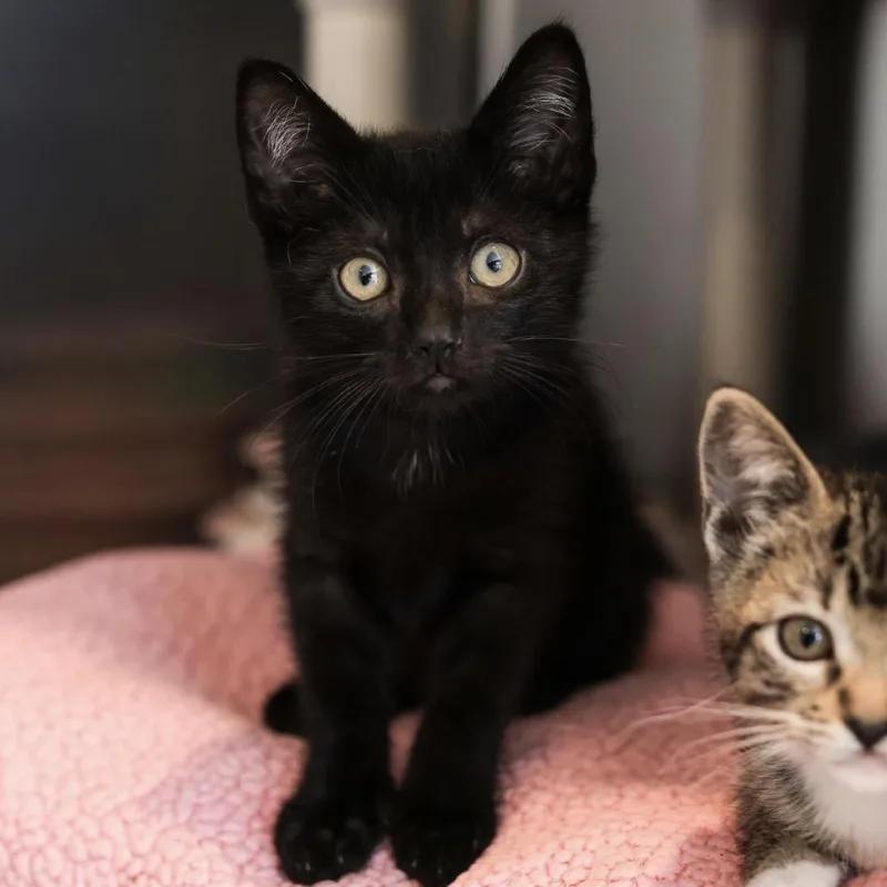 A young small-sized male Black Domestic Short Hair cat named Clyde for adoption in Los Angeles, CA