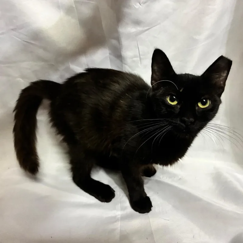 A baby small-sized female Domestic Medium Hair cat named Evelyn for adoption in Folsom, LA