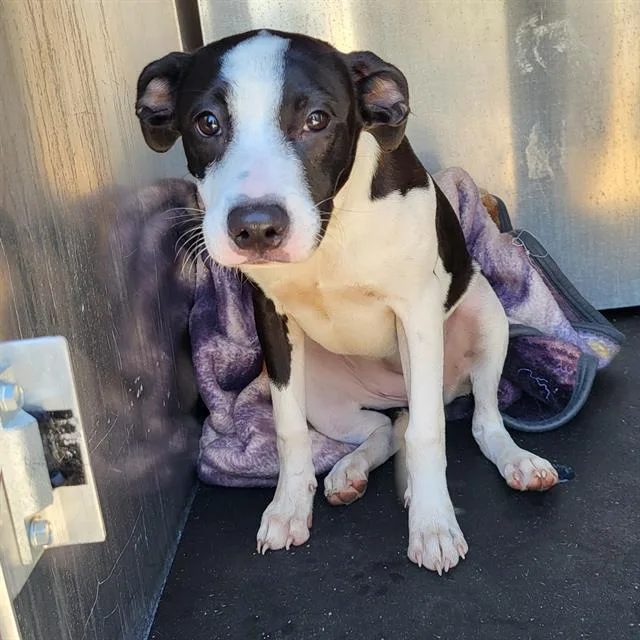 A young medium-sized female American Staffordshire Terrier dog named Tony for adoption in San Antonio, TX