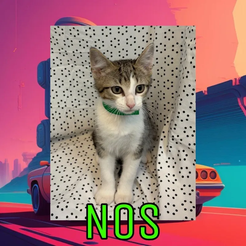 A baby small-sized male White Domestic Medium Hair cat named Nos for adoption in Royse City, TX