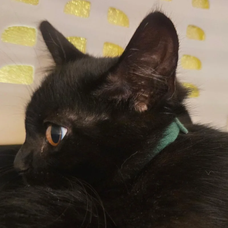 A baby small-sized female Black Domestic Short Hair cat named Tiki for adoption in Chattanooga, TN