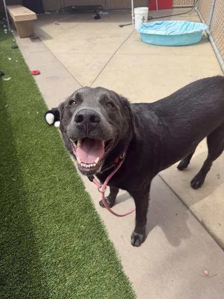 An adult extra large-sized male Labrador Retriever dog named Tucker for adoption in San Diego, CA