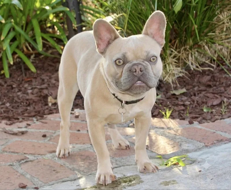 A young small-sized female Yellow / Tan / Blond / Fawn French Bulldog dog named Bernice for adoption in Los Angeles, CA