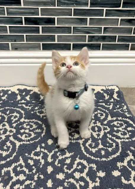 A baby small-sized male Orange & White American Shorthair cat named Bingo for adoption in Maitland, FL