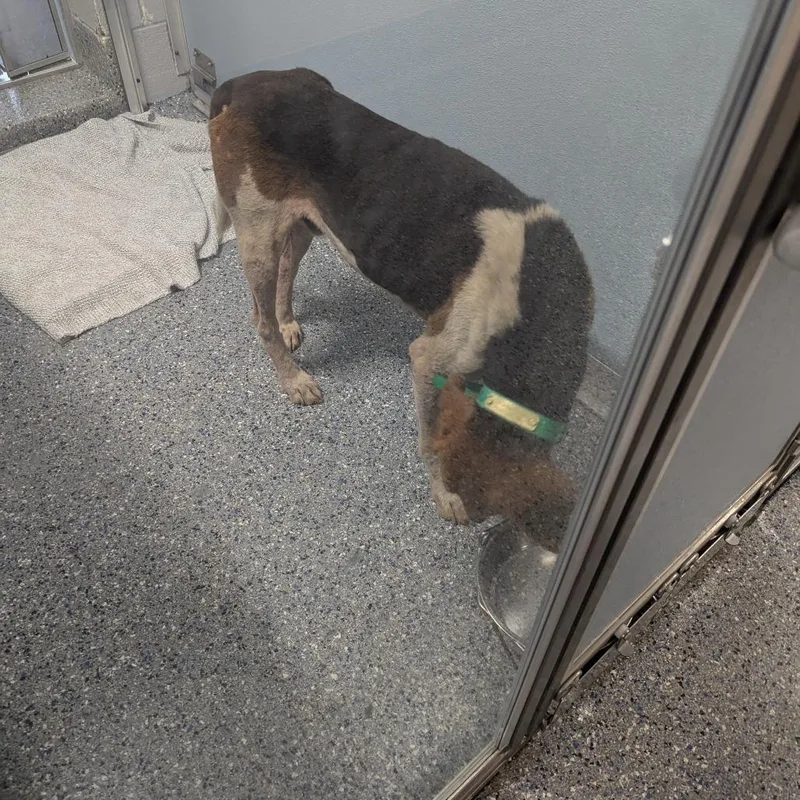 An adult medium-sized male Brown / Chocolate Treeing Walker Coonhound dog named Raleigh for adoption in Charlottesville, VA