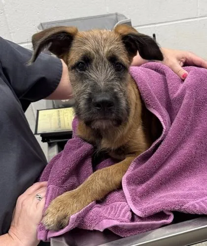 A baby medium-sized male Brown / Chocolate Mixed Breed dog named Fozzie for adoption in Kansas City, MO