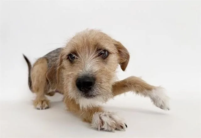 A baby medium-sized male Terrier dog named March for adoption in Saint Louis, MO