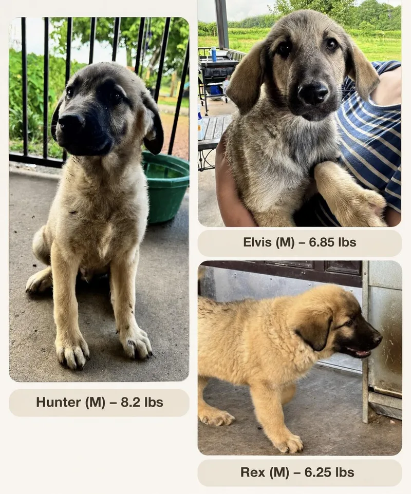 A baby medium-sized male Black German Shepherd Dog dog named Elvis for adoption in White Lake, MI