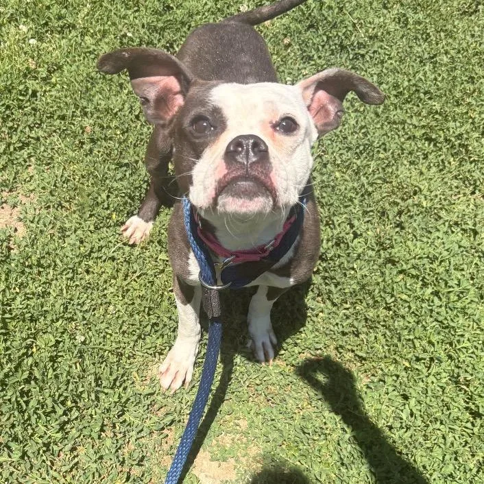 An adult medium-sized male Black Pit Bull Terrier dog named Jaxon for adoption in Philadelphia, PA