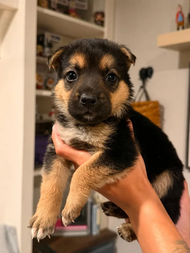 A baby medium-sized male Tricolor (Brown, Black, & White) German Shepherd Dog dog named Jack Daniels for adoption in Lodi, CA