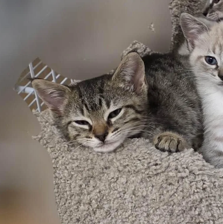 A baby medium-sized female Tabby (Brown / Chocolate) Domestic Short Hair cat named Elsa for adoption in San Anselmo, CA