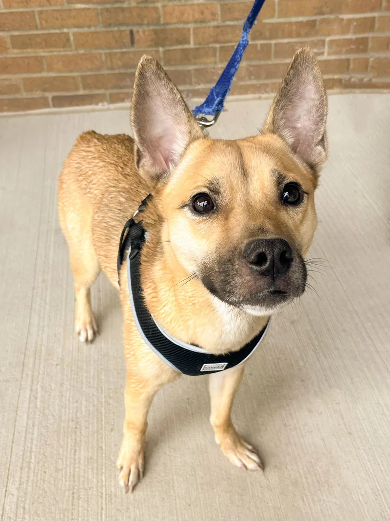 Poppy Needs A Forever thumbnail 2