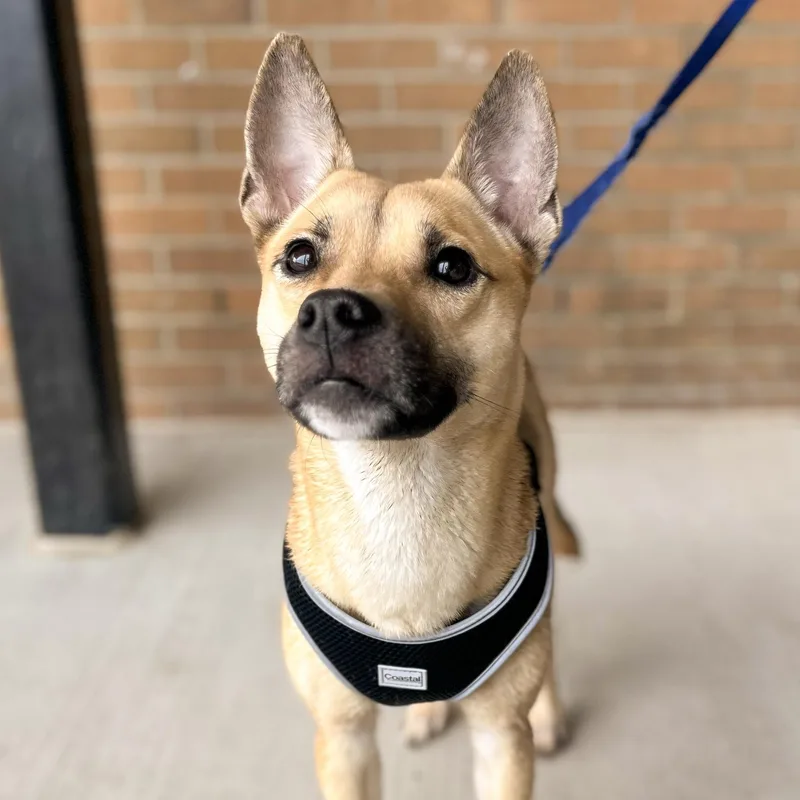 Poppy Needs A Forever thumbnail 3