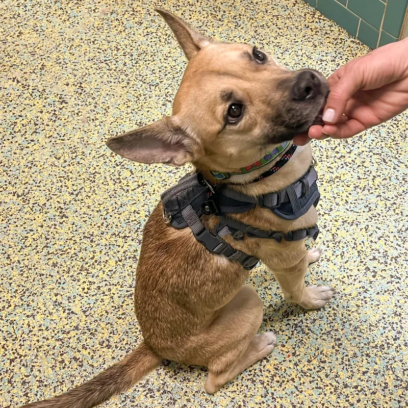 Poppy Needs A Forever thumbnail 4