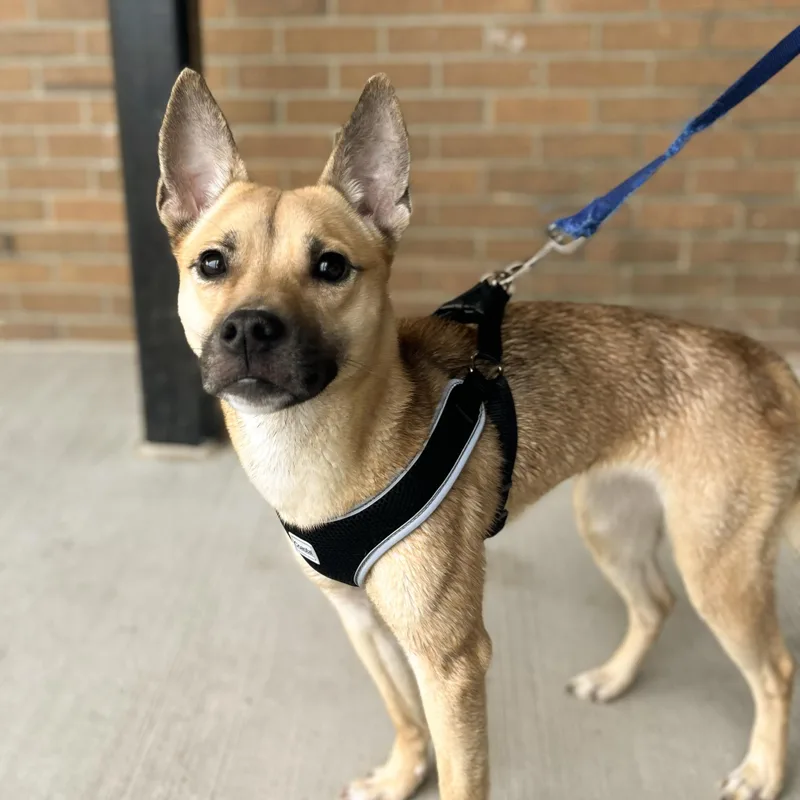 Poppy Needs A Forever