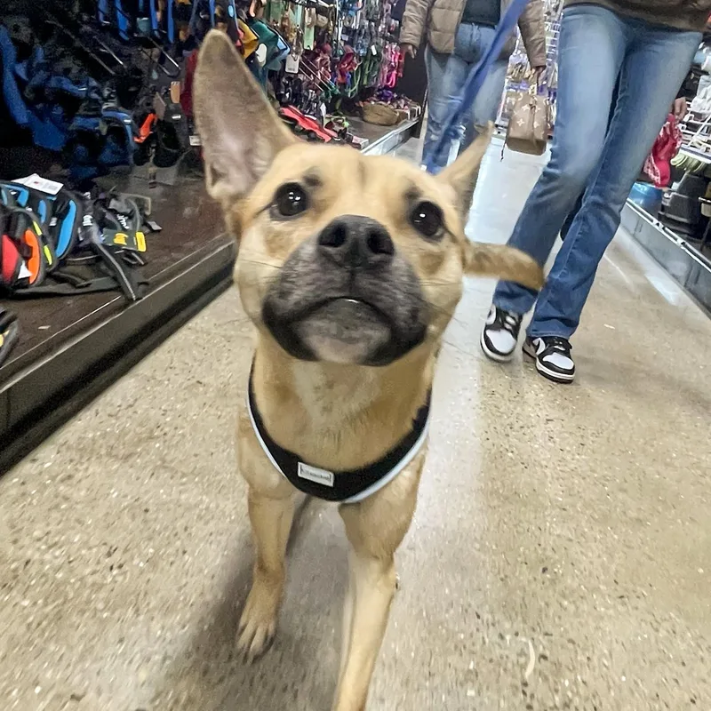 Poppy Needs A Forever thumbnail 5