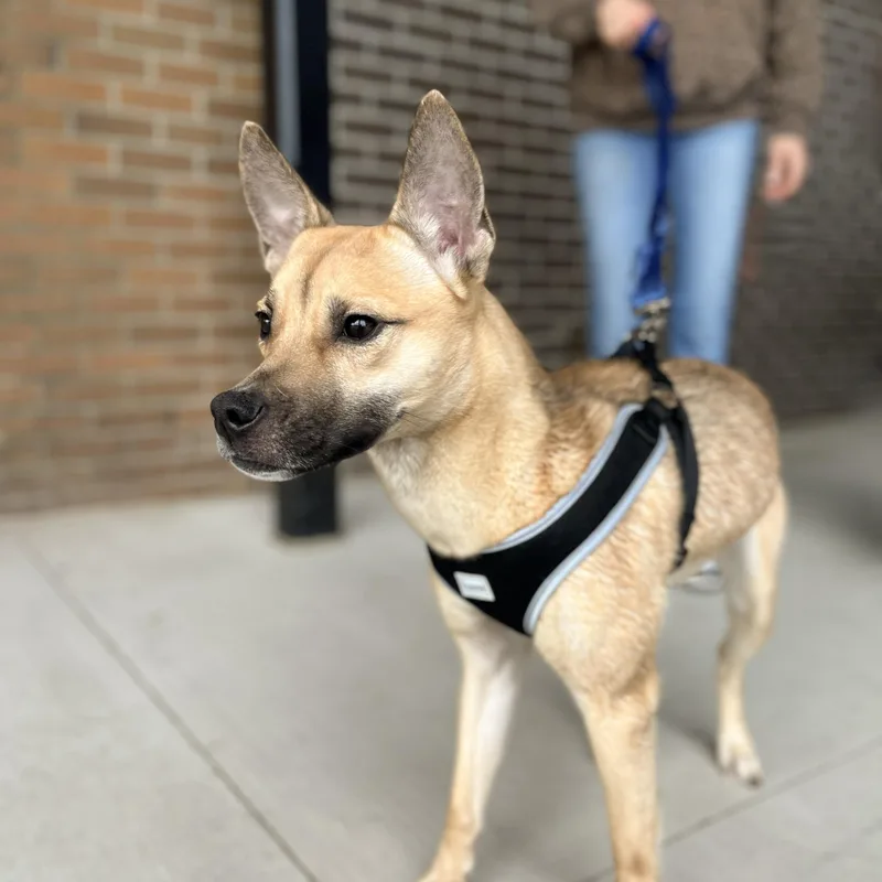 Poppy Needs A Forever thumbnail 6