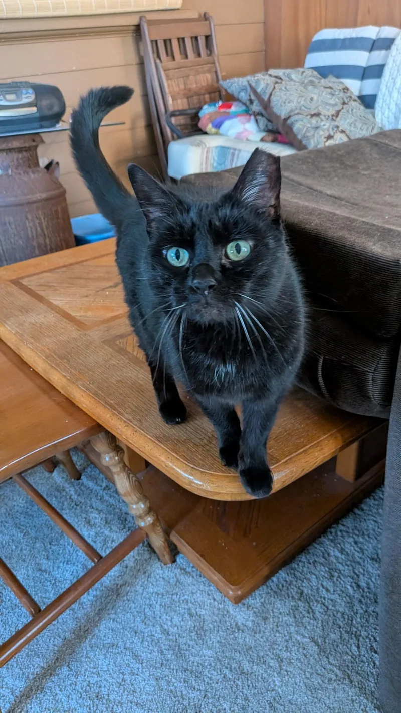 An adult medium-sized female Black Domestic Short Hair cat named Gypsy for adoption in Milwaukee, WI