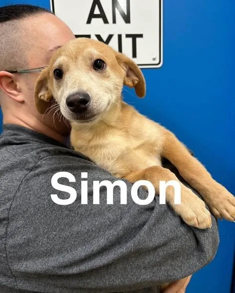 Simon