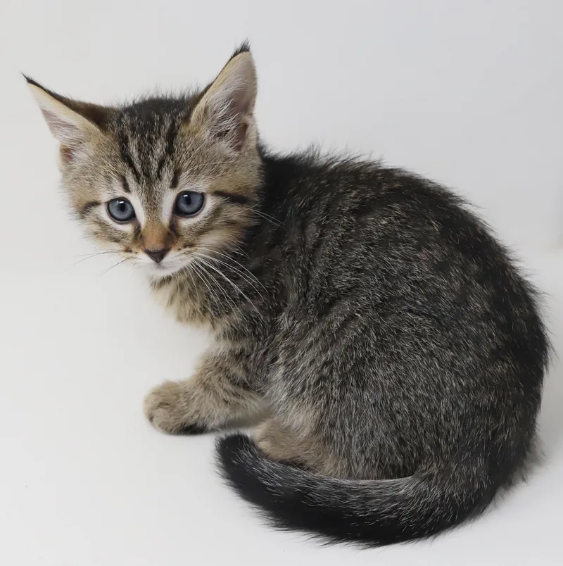 A baby small-sized male Tabby (Brown / Chocolate) Tabby cat named Colin Is A Teeny for adoption in Bedford Hills, NY