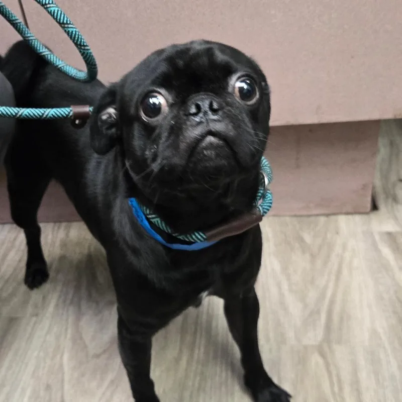 An adult small-sized male Pug dog named Abu for adoption in San Jacinto, CA