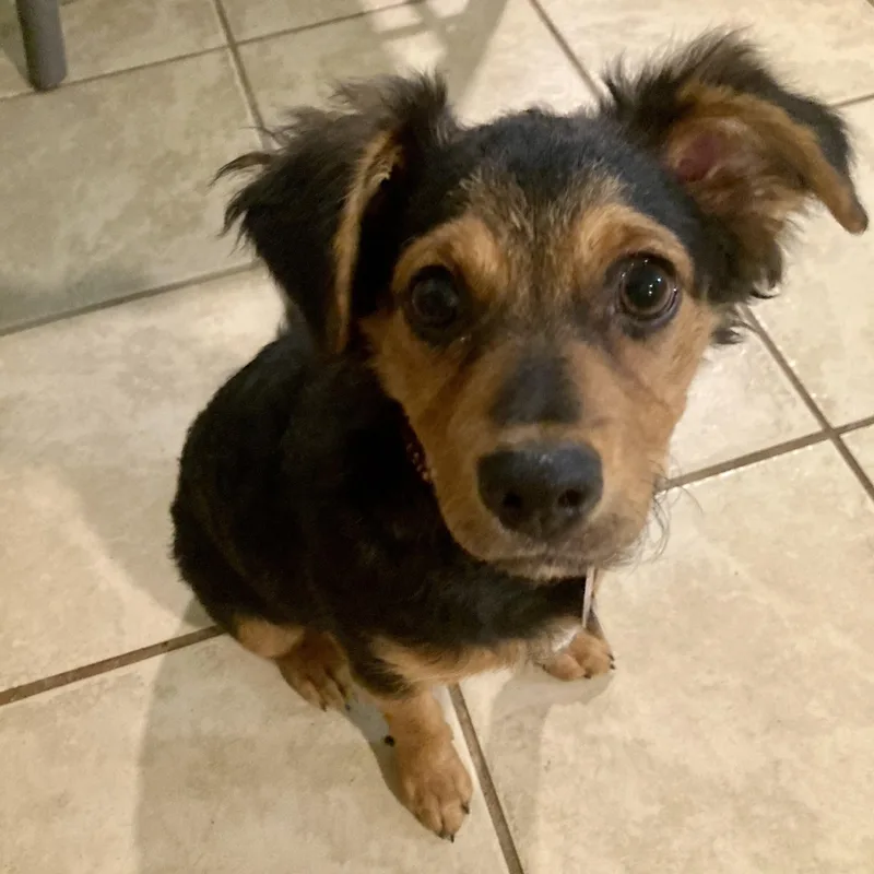 A baby small-sized female Yellow / Tan / Blond / Fawn Dachshund dog named Venus for adoption in Greensboro, NC