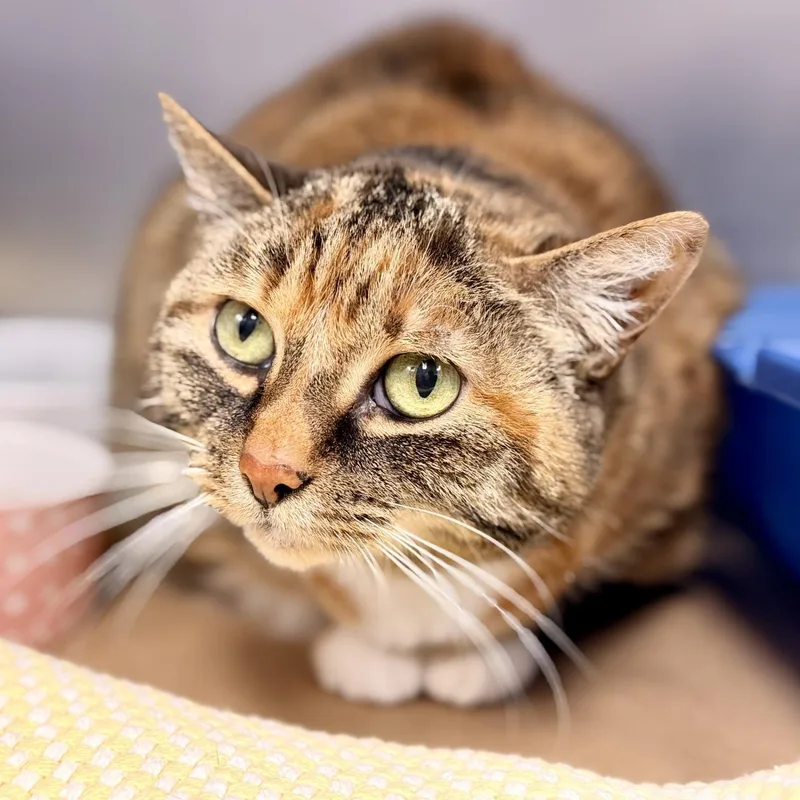 A senior medium-sized female Domestic Short Hair cat named Chloe for adoption in Manahawkin, NJ