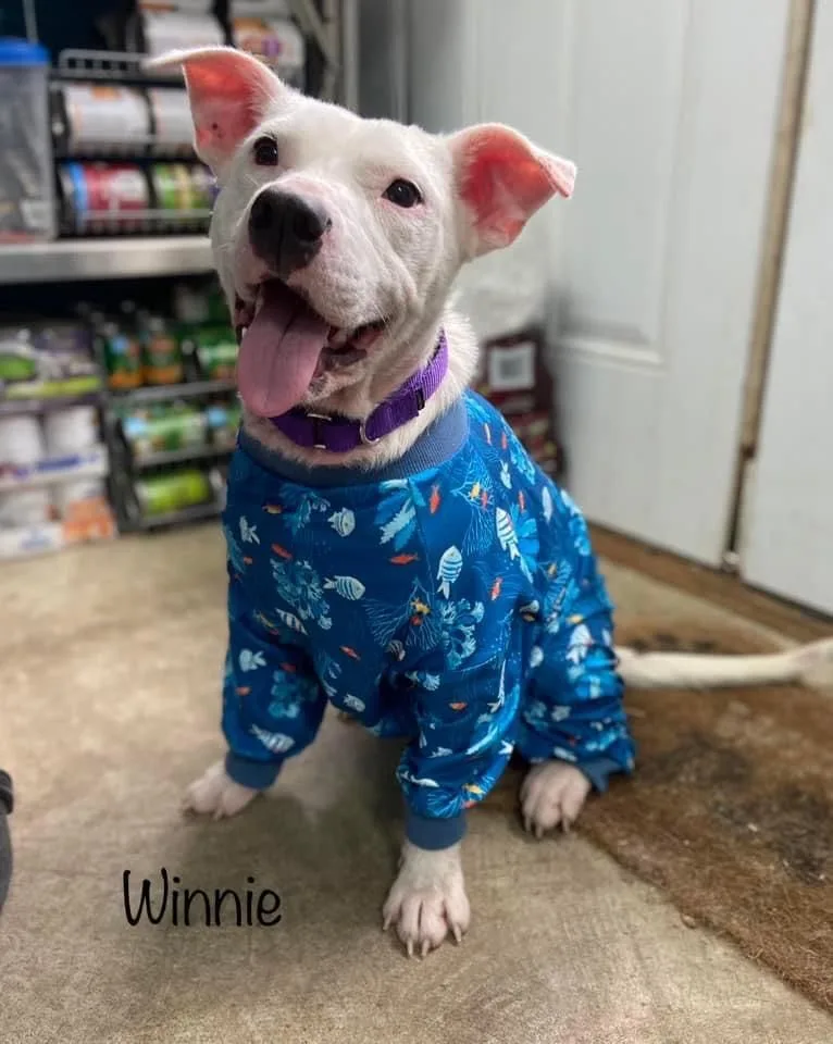 An adult medium-sized female White / Cream Mixed Breed dog named Winnie for adoption in Huntington, WV