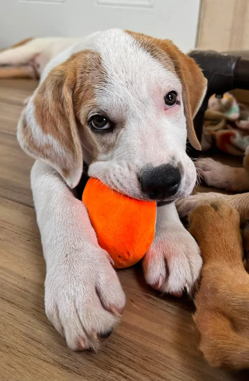 A young medium-sized male Labrador Retriever dog named Ned for adoption in Southlake, TX